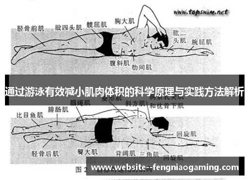 通过游泳有效减小肌肉体积的科学原理与实践方法解析